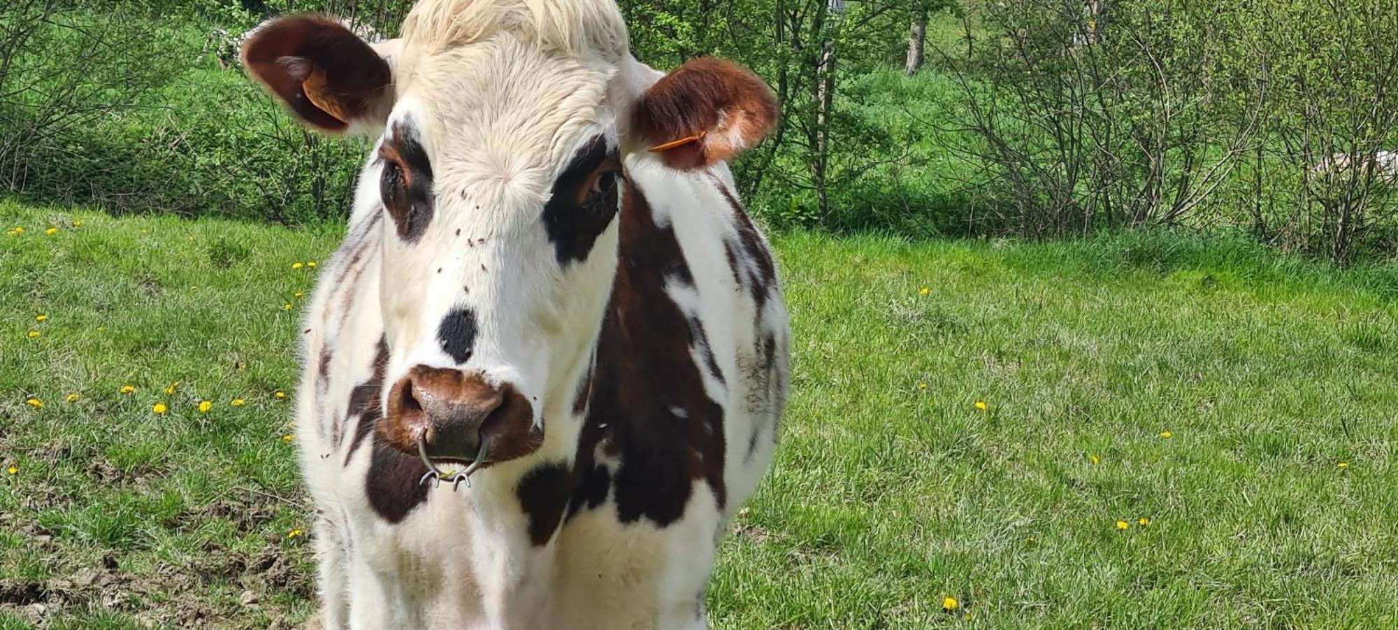 Vila Roulotte A La Ferme Buissonniere La Lande-de-Louge Exteriér fotografie